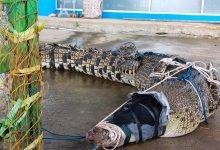 Buaya Hasil Evakuasi Yang Dilakukan Oleh Dinas Pemadam Kebakaran Dan Penyelamtan Kutim Di Permukiman Warga