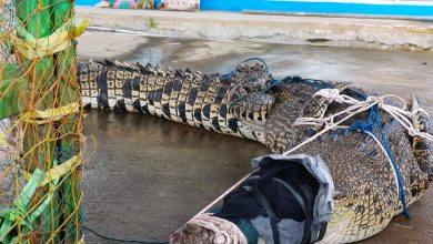 Buaya Hasil Evakuasi Yang Dilakukan Oleh Dinas Pemadam Kebakaran Dan Penyelamtan Kutim Di Permukiman Warga