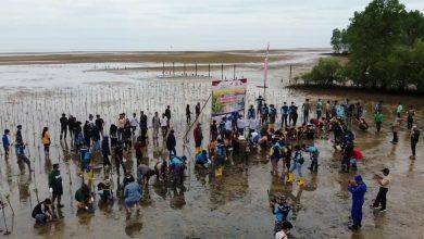 Kagiatan Penanaman Mangrove Di Pantai Teluk Lombok