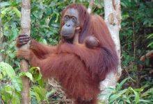 Orang Utan Camelia Tengah Menggendong Tasia Anaknya Yang Baru Lahir