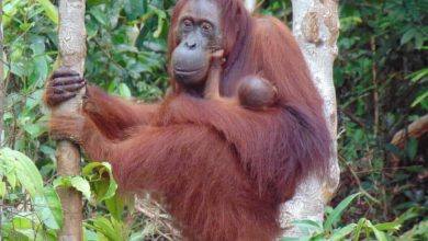 Orang Utan Camelia Tengah Menggendong Tasia Anaknya Yang Baru Lahir