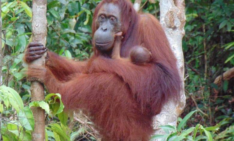 Orang Utan Camelia Tengah Menggendong Tasia Anaknya Yang Baru Lahir